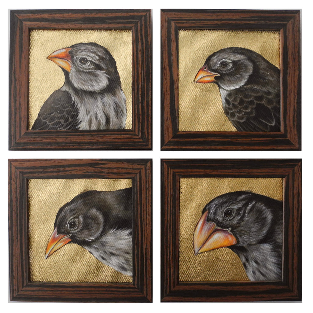 Galapagos Finch SET OF 4