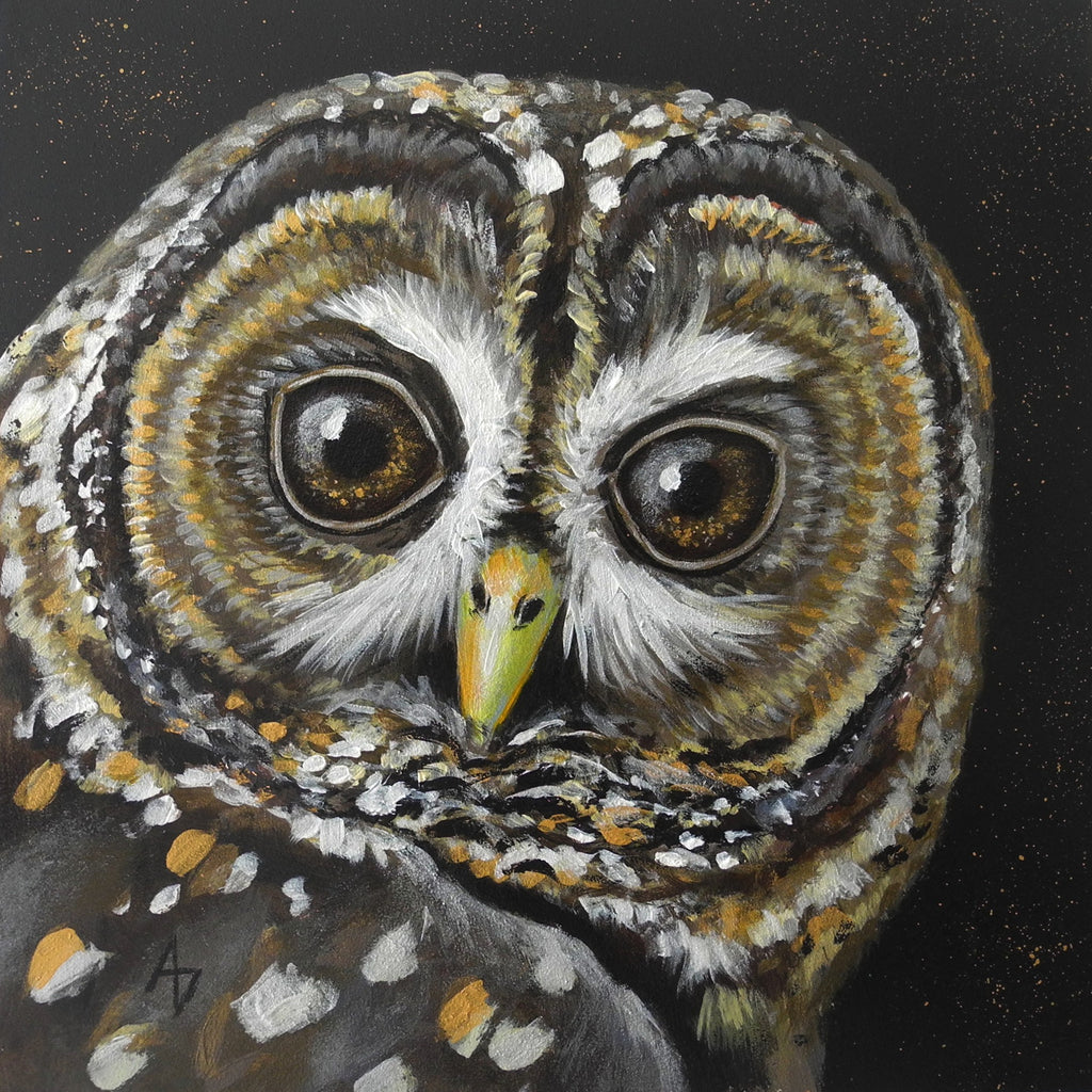 Barred Owl - study
