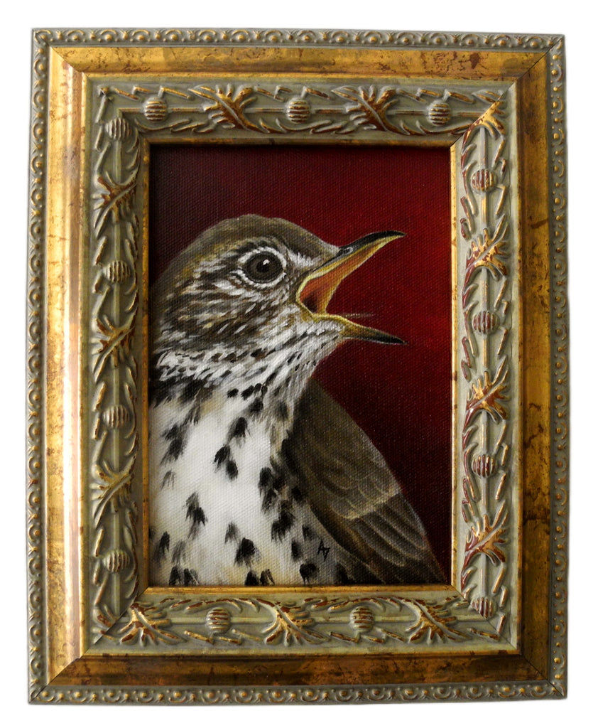 Speckled Thrush 5x7