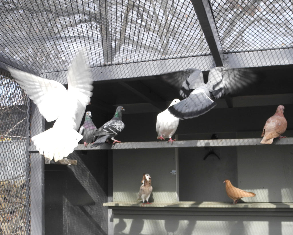 $1000 for Aviaries
