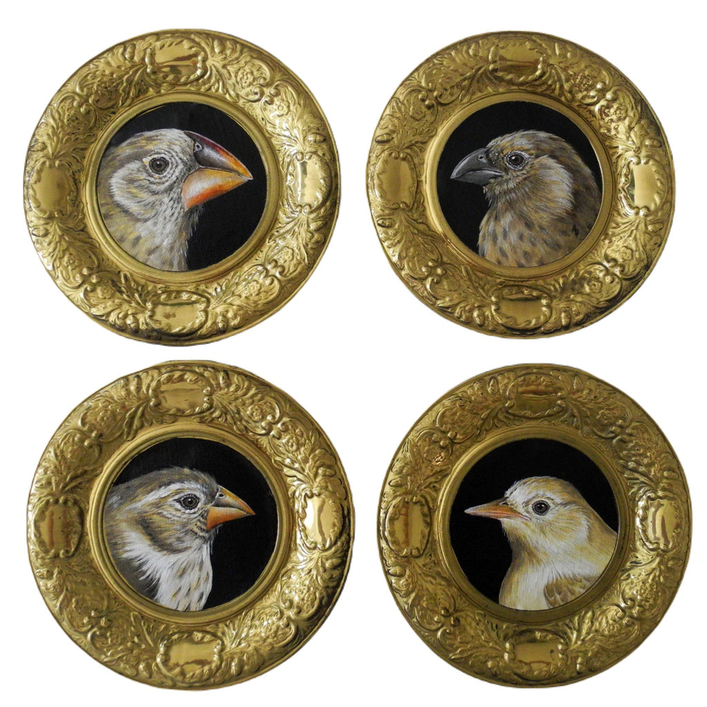 galapagos finches scientific illustration art