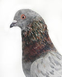 Maximilian