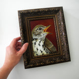 Speckled Thrush