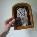 Alcove Barn Owl