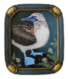 Blue Footed Booby 8x10