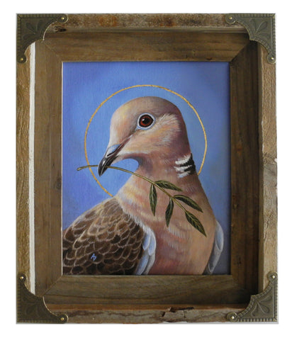 Collared Dove of Peace 8x10