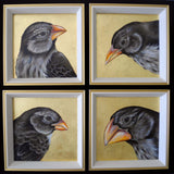 Galapagos Finches SET OF 4 oil studies