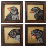 Galapagos Finch SET OF 4