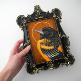 Oriole Saint 5x7