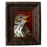 Speckled Thrush