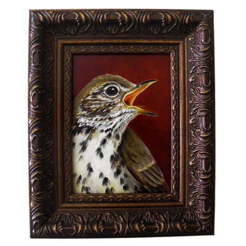 Speckled Thrush