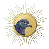 Sunburst Pigeon