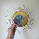 Sunburst Pigeon