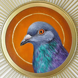 Sunburst Saint Pigeon