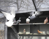 $1000 for Aviaries