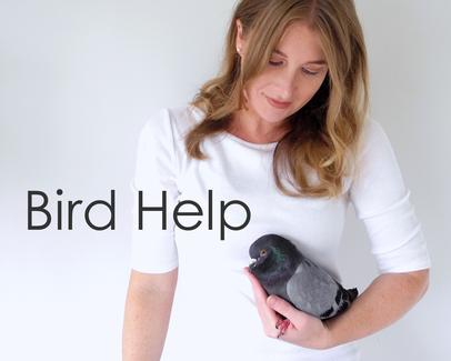 what to do if you have a pigeon or dove in need